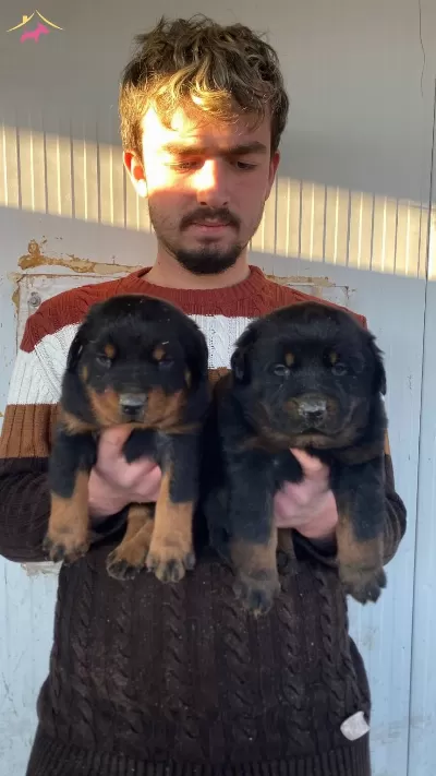 Show Kalite Orjinal Rottweiler Yavruları