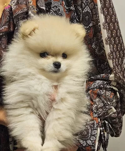 Dunya Tatlısı Pomeranian Yavrular Irk Sağlık Garantili