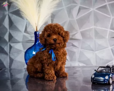 Irkının En güzel Poodle Bebekleri