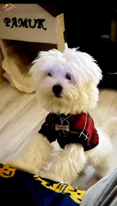 Maltese Terrier Cinsi Yavrular Ev Uretimi