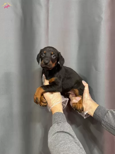 Siyah Renk Doberman Yavruları