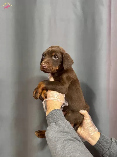 King Doberman Yavrularımız