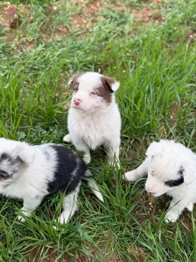 Ureticiden Uygun Border Collie Bebekler