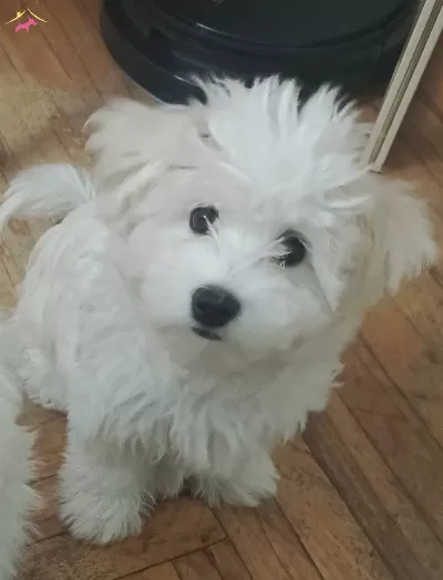 Maltese Terrier Kızımız