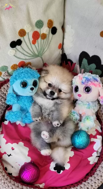 Mukemmel Kalite Secerelitedybear Pomeranian Yavrularımız
