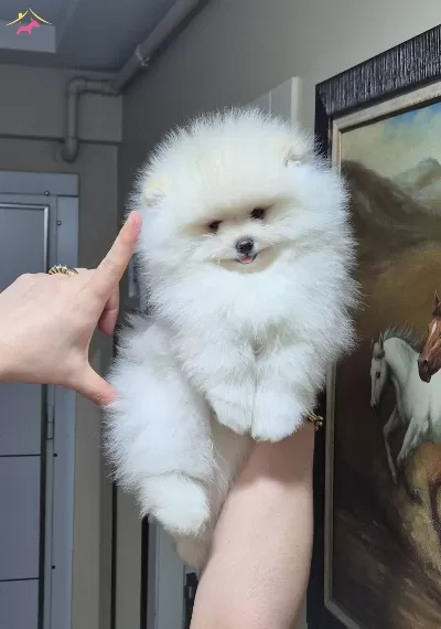 Ust Kalite Gülen Yüz Orijinal Irk Pomeranian Boo