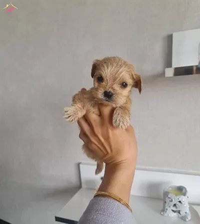 Minyatür Minnaklarım Teslime Hazır