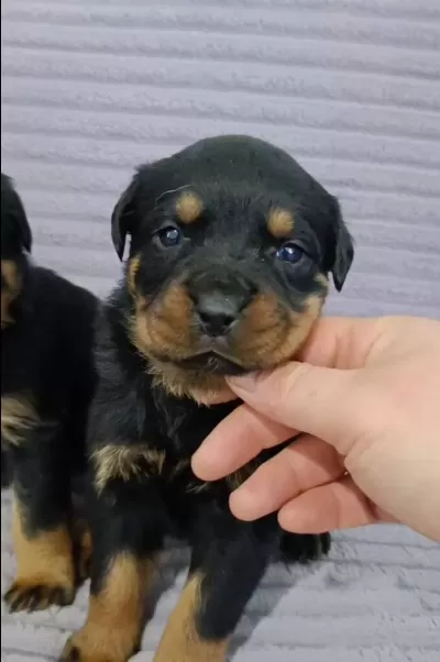 A Plus Kalite Macar Kafa Rotweiller Bebekler