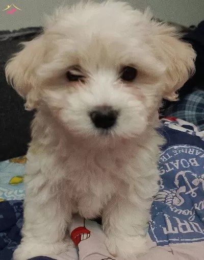Maltese Terrier Yavrum 3 Aylık