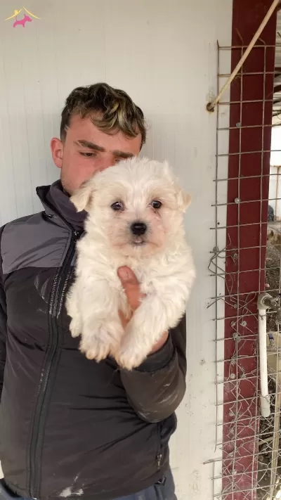 Bembeyaz Maltese Terrier Yavrularımiz