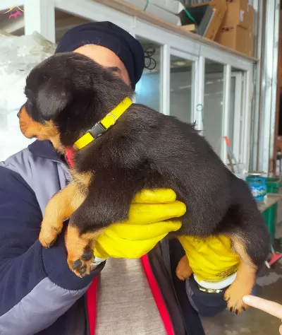 Antalya Da Safkan Disi Rottweiler Yavrusu