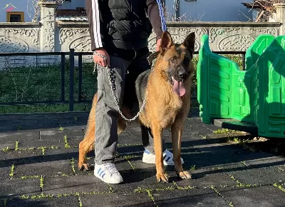 11 Aylık Erkek Alman Kurdu