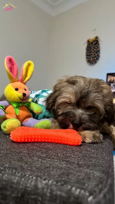 Ayı Yavrusu Maltipoo kardeşler
