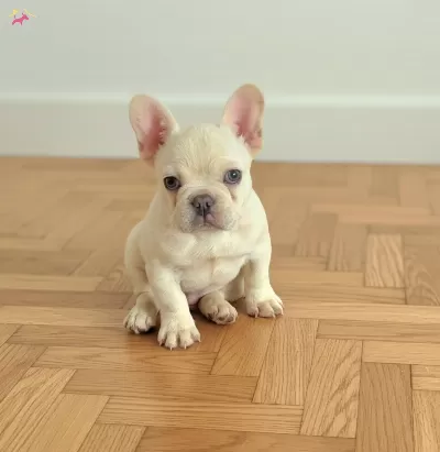 Ev Ortamindan Exotic French Bulldog
