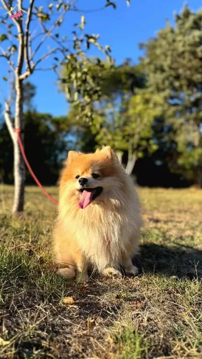 Pomeranian Tilki Surat 18 Aylık Eğitimli Uygun