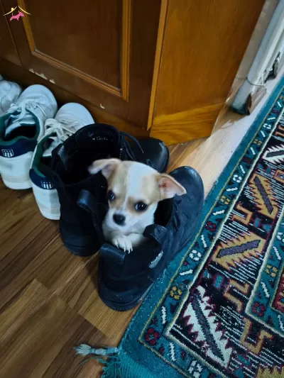 Aile Ortamında Sosyalleşmiş Maskeli Erkek Chihuahua Yavrusu