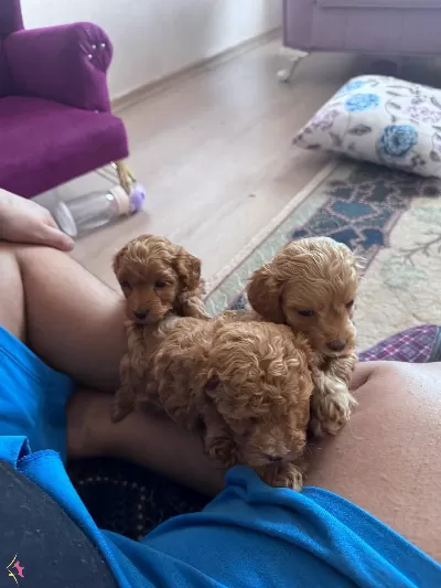 Toy Podde Yavrularımız