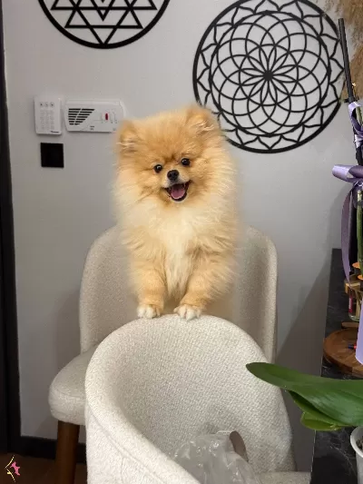 Ayıcık Surat Pomeranian Boo