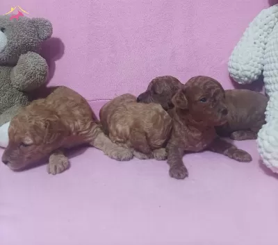 En Tatlı Toy Poodle