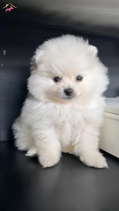 Safkan Pomeranian Boo Yavrusu