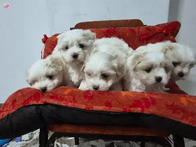 A Kalite Maltese Bebekler