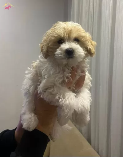 Kar Beyaz Maltese Terrier Cinsi Yavrular