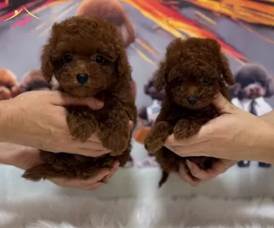Red Brown Kore Poodle Yavrular