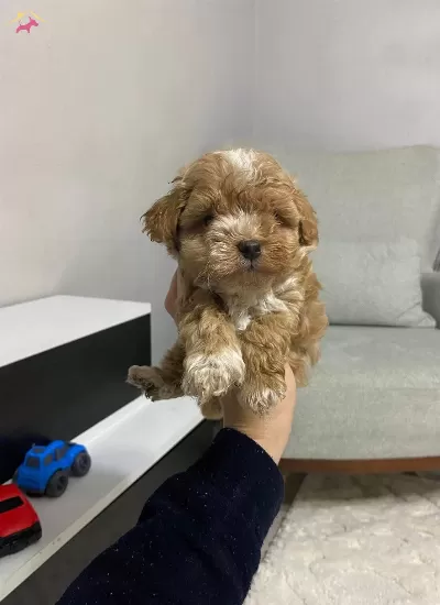 Maltipoo Cinsi Ev Uretimi Yavrular