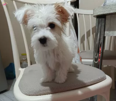 Maltese Kopek Ilanı