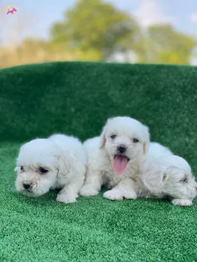 A Kalite Maltese Terrier Yavrular