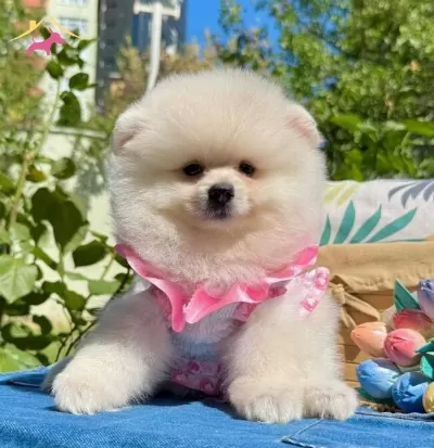 Minicik Suratli Ayicik Pomeranian Bebekler
