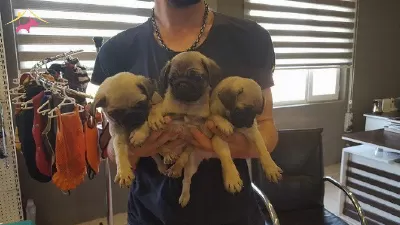 Irk Garantili Pug Yavruları Puppy Pet Evinde