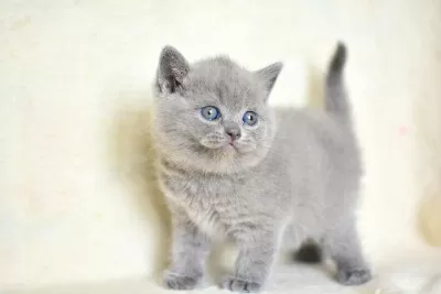 Küt Kafa Gri British Shorthair