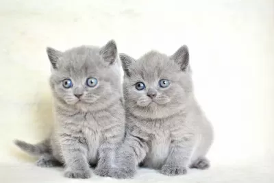 Kut Kafa Gri British Shorthair Yavrularımız
