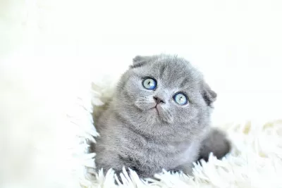 Pofuduk Silver Scottish Fold