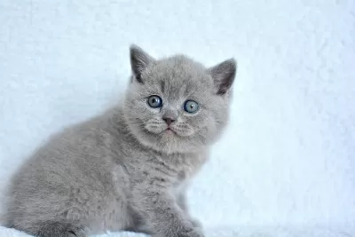 Show Kalite Gri British Shorthair Yavrumuz