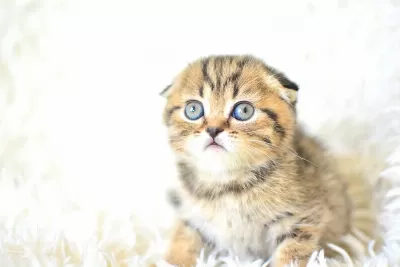 Top Kafa Ny24 Golden Scottish Fold