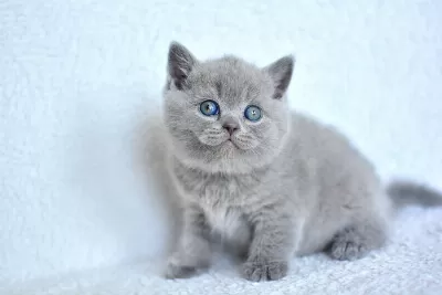 Top Kafa Gri British Shorthair Yavrumuz