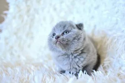 Küt Kafa Gri Scottish Fold Yavrumuz