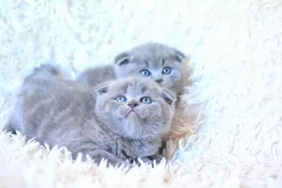 Muhteşem Top Kafa Gri Scottish Fold