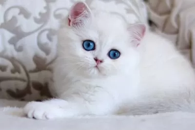Pamuk Gibi Silver British Shorthair