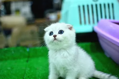 Yok Böyle Güzellikte Silver Scottish Fold
