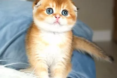 Buyuleyici Guzelligi Ile Golden Scottish Fold