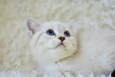 Sampiyon Soyundan Lynx British Shorthair