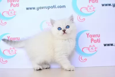 Muhteşem Yüz Hattı Silver British Shorthair