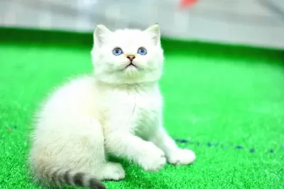 Mas Mavi Gozlu Ny1133 British Shorthair