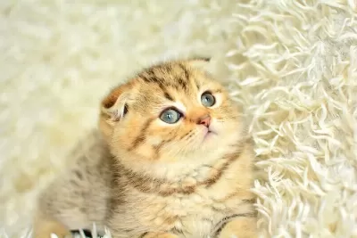 Topac Kafa Golden Scottish Fold