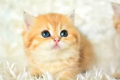 Golden Rengi En Güzel Tonu Ny11 British Shorthair