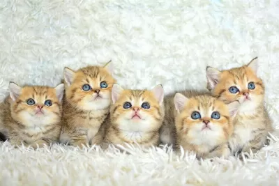 Show Clas Golden British Shorthair