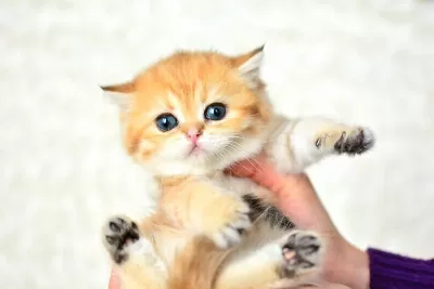 Şampiyonluk Soyundan Ny11 Golden British Shorthair